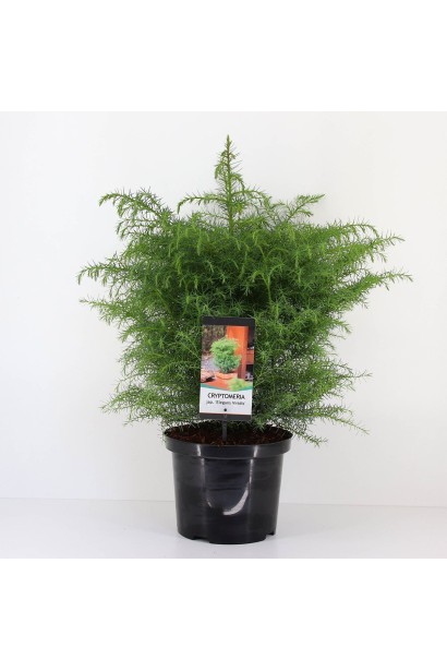 Саджанець криптомерії Елеганс Вірідіс